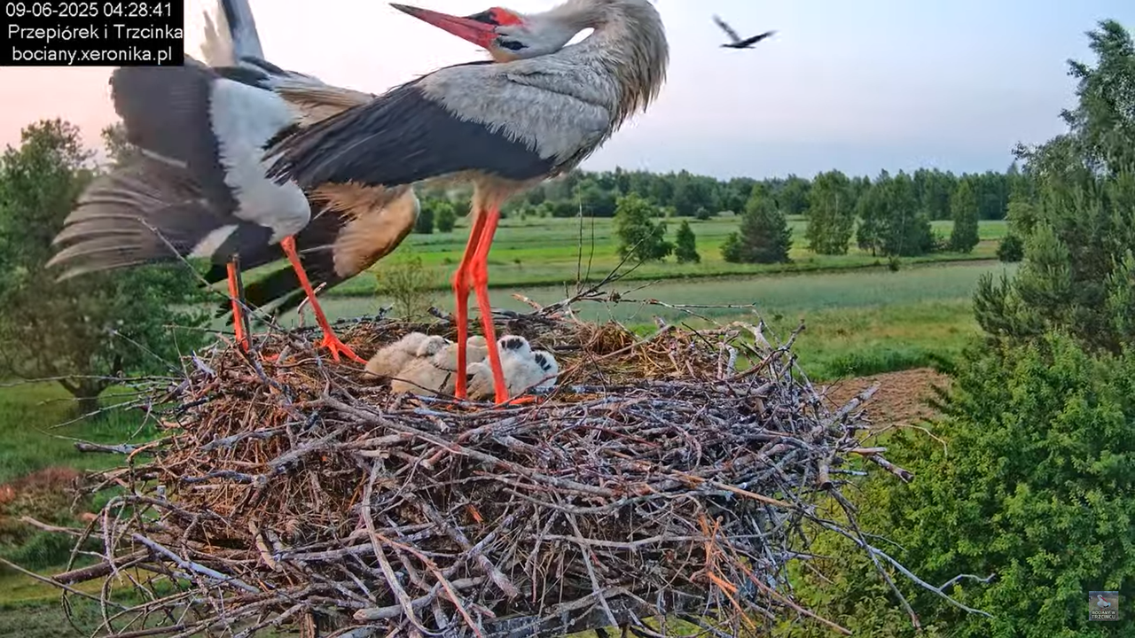 09062025bociany7