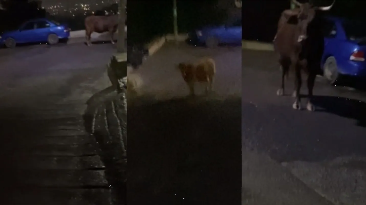 Toro evita que Uber llegue por pasajero y se hace viral