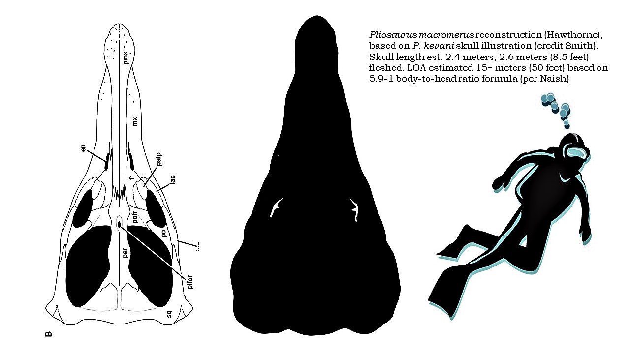 https://i.postimg.cc/7YZVGXyM/Inkedmacromerus-skull-and-head-with-person-LI.jpg