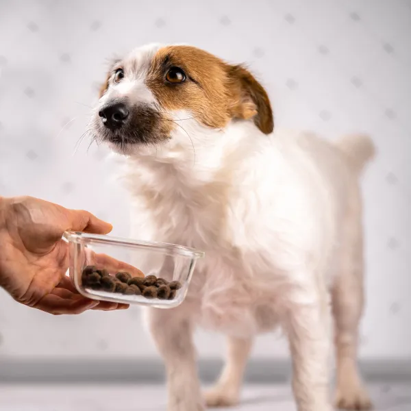 Perro frente a un plato de comida, <strong>mi perro no quiere comer</strong>.