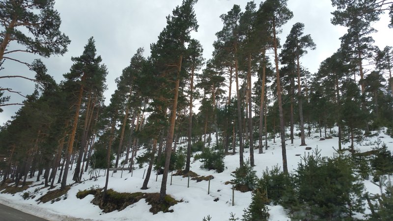 Paseando por España-1991/2016 - Blogs de España - PUERTO DE NAVACERRADA Y COTOS-2006/2009/2013/2016-MADRID (62)