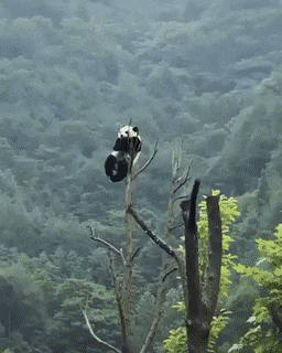Cool-GIFs-16