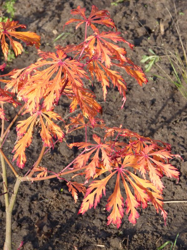 2014-11-02 Herbstärber - Acer aconitifolium