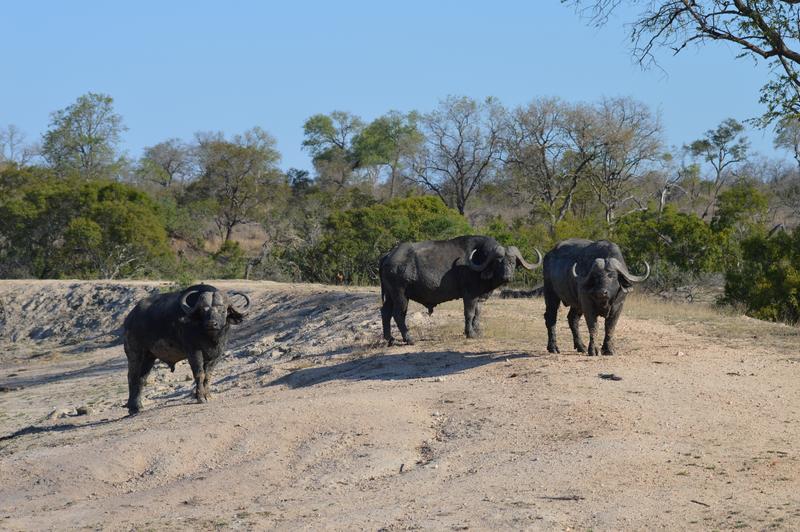 DÍA 12: SABI SAND (Elephant Plains Game Lodge) - Sudáfrica y Seychelles 2018 - Una Honeymoon llena de vida (19)
