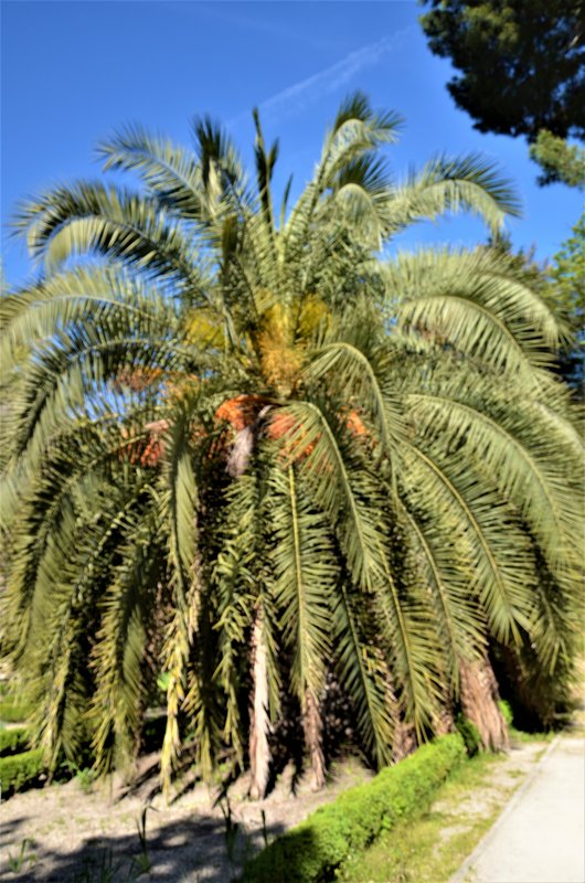 JARDIN BOTANICO-13-4-2013-MADRID - Paseando por España-1991/2023 (63)