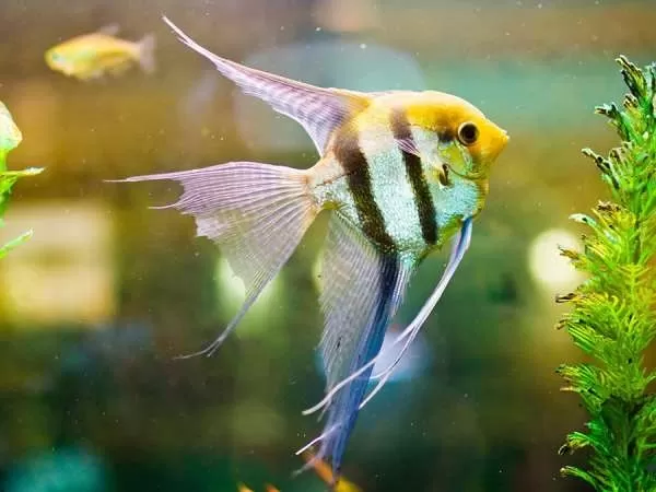 [صورة: angelfish-one-the-most-beautiful-ornamen...09659.webp]