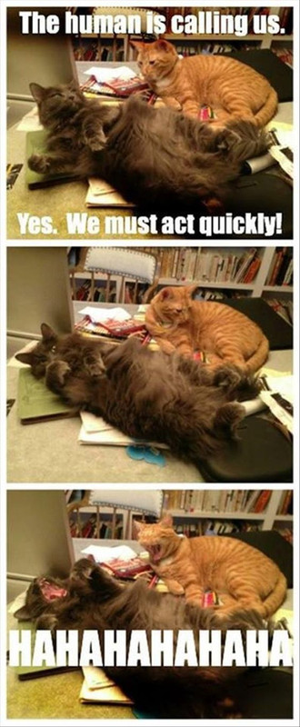 Cat Humor #8