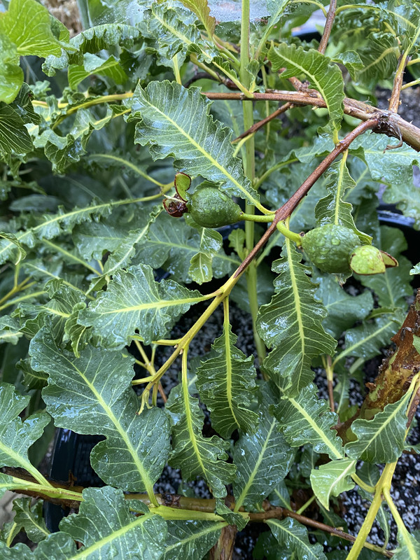 E6082E1B-2C8A-4B06-AD87-9A792A50375C