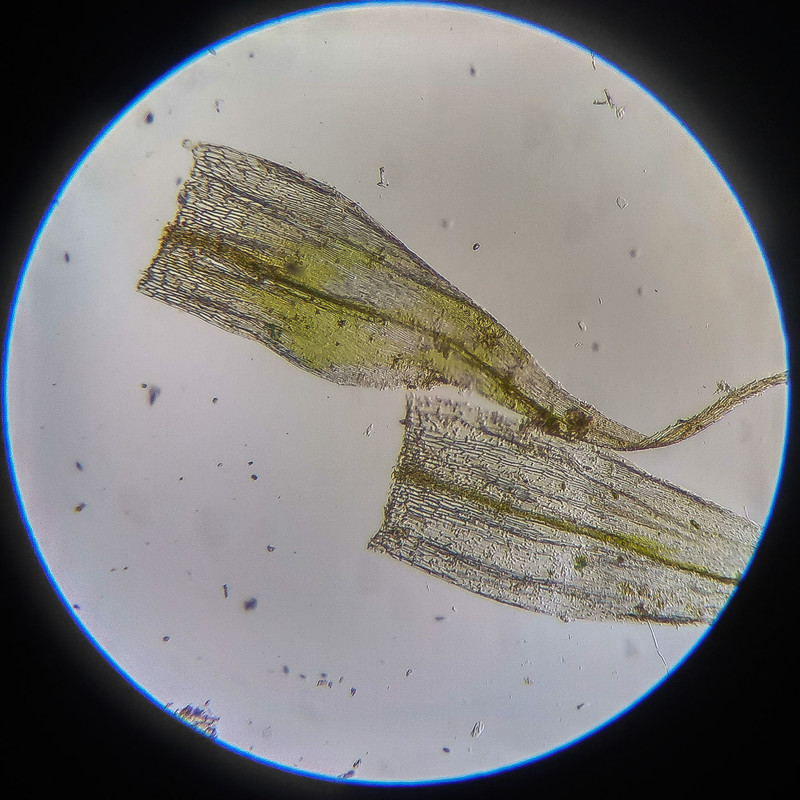 IMG 20250614 124239 HDR