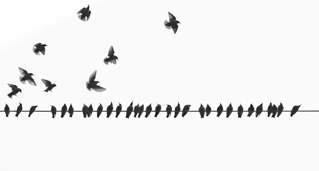 blackandhwitebirdsline.jpg