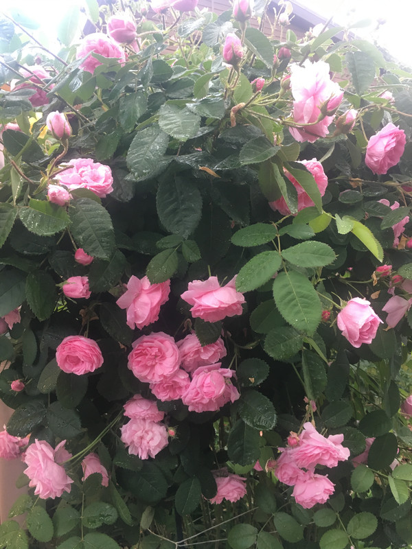 F23823B7-9F9F-4D93-95A2-704ACAAC1C4F