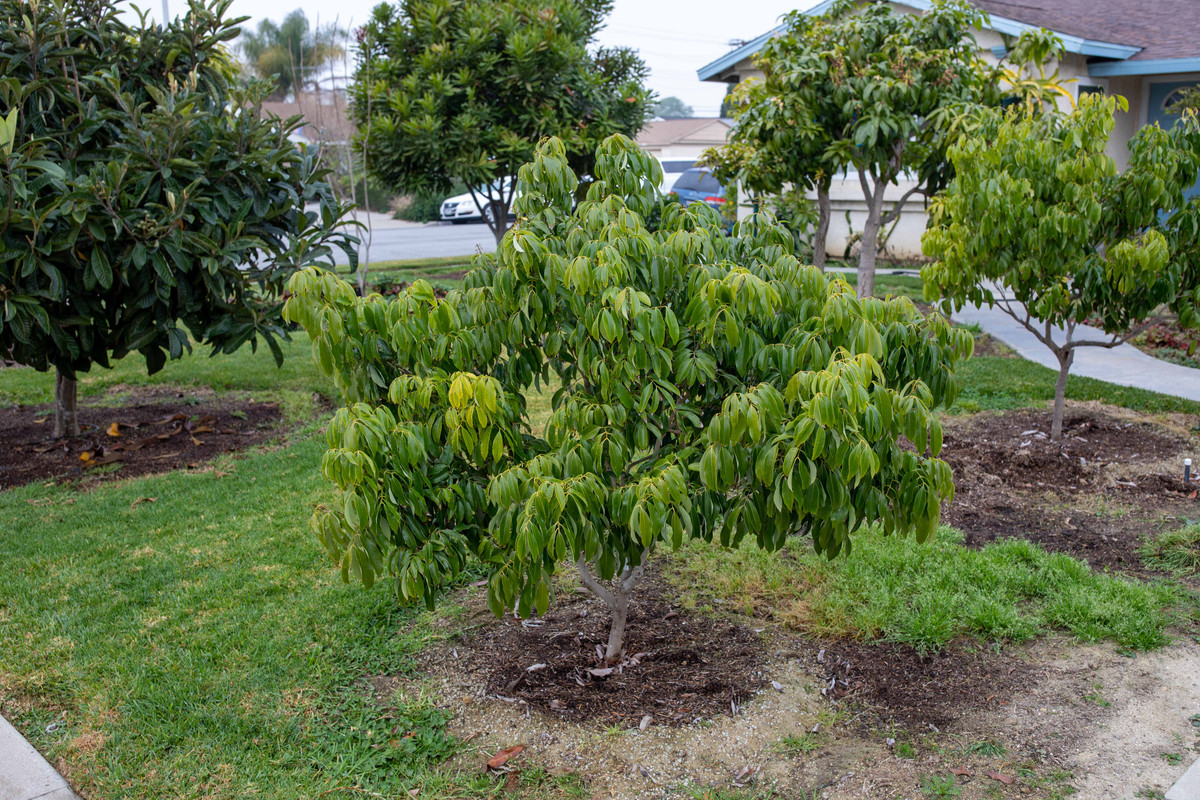 8U1A6982  Mauritius Lychee Tree in Mid Winter (1-19-2022)