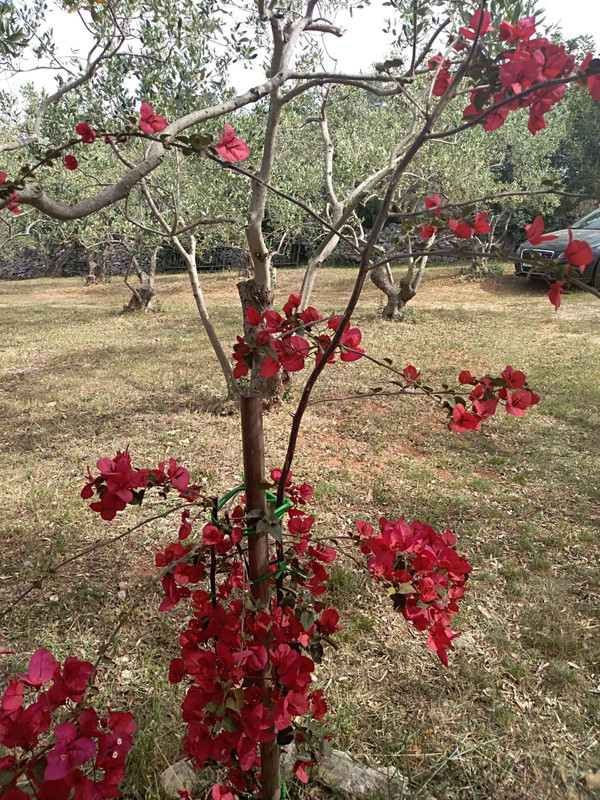 IMG-20200515-WA0033 (1)