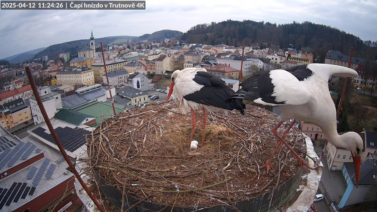 Tiešraidē no stārķa ligzdas uz alus darītavas skursteņa Trutnovā 13-35-11 screenshot