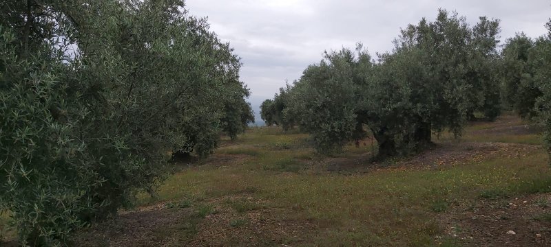 Seguimiento evolutivo/productividad parcela de secano en calar (Jaén) PHOTO-2020-05-15-11-21-21