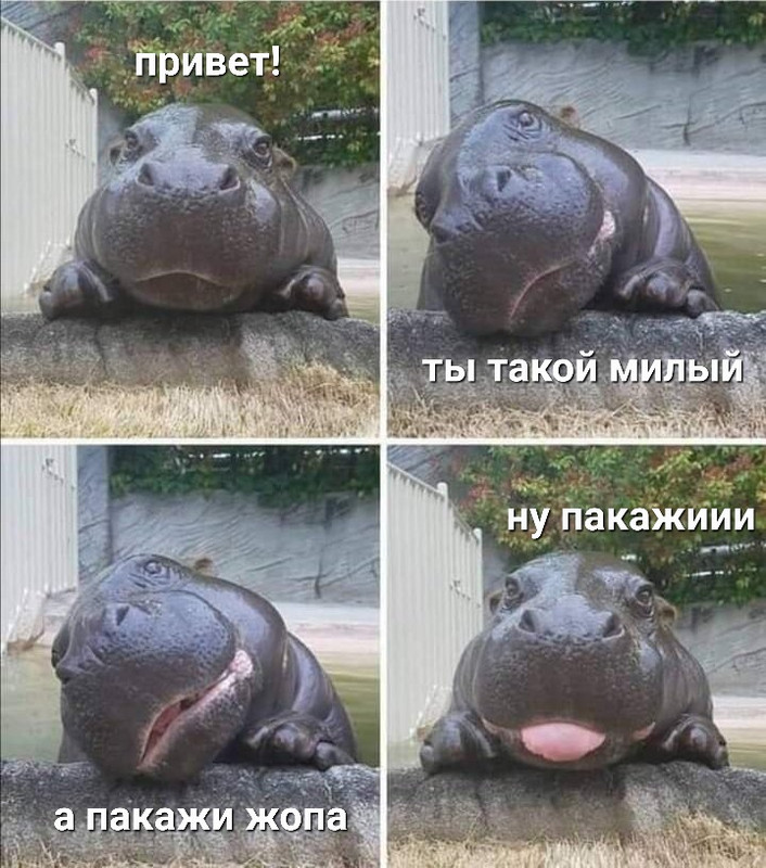 бегемотик жопа FXD3MIeWYAA93vB
