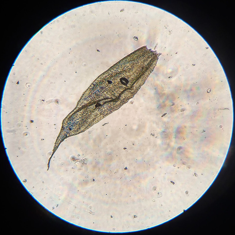 IMG 20250616 212548 HDR