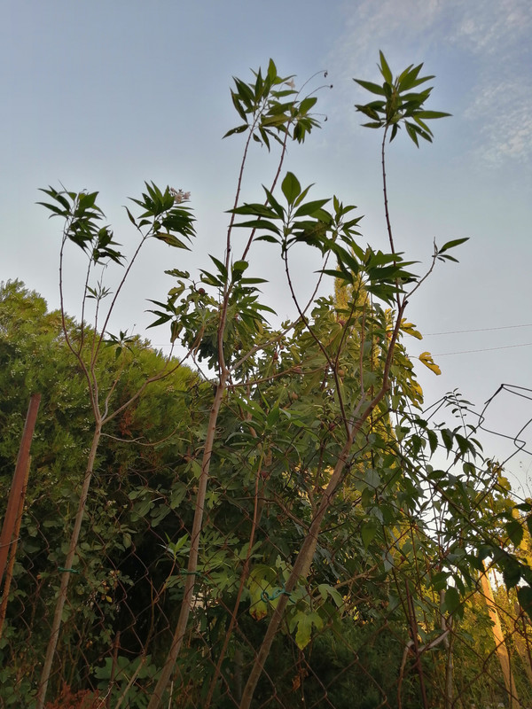 раст chitalpa tashkentensis IMG_20220909_190236