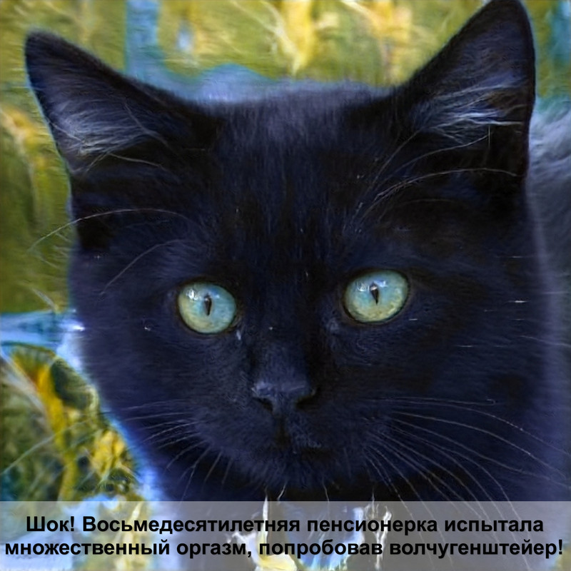 облысение кошки лапы