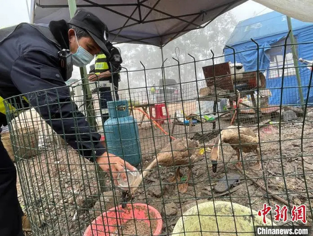China ocupa gansos policía para cuidar el orden en las fronteras ¡Así se ven!