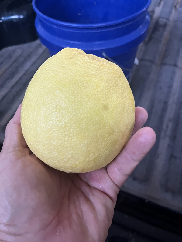 IL Fruit