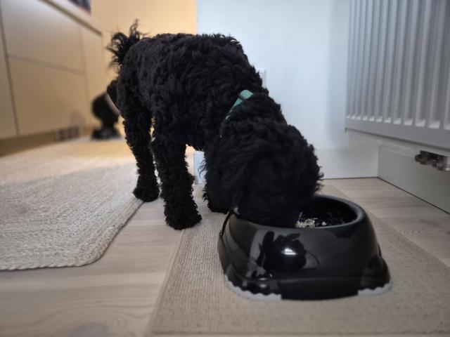 652349069-10233095588956402-3161130705758305316-n