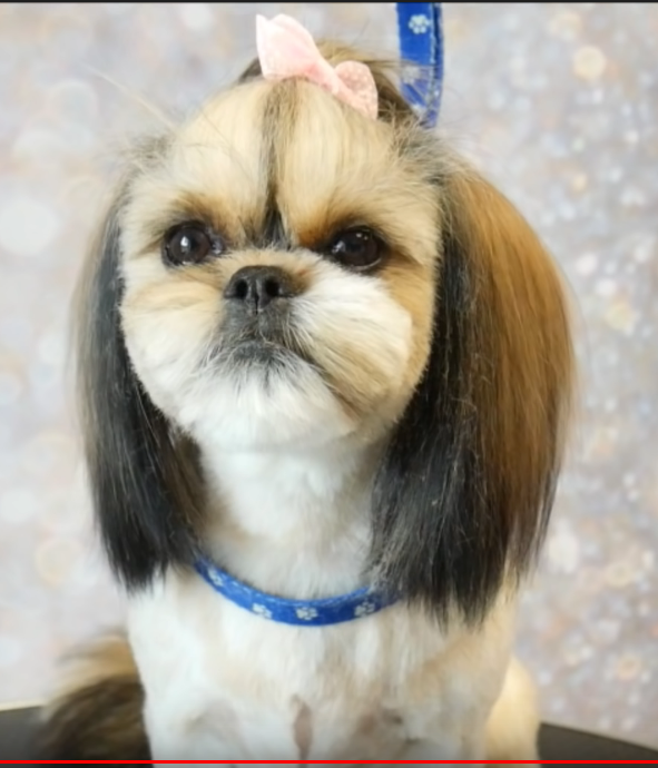Grooming-Guide-How-to-Groom-a-Shih-Tzu-with-Top-knot-short-su.png