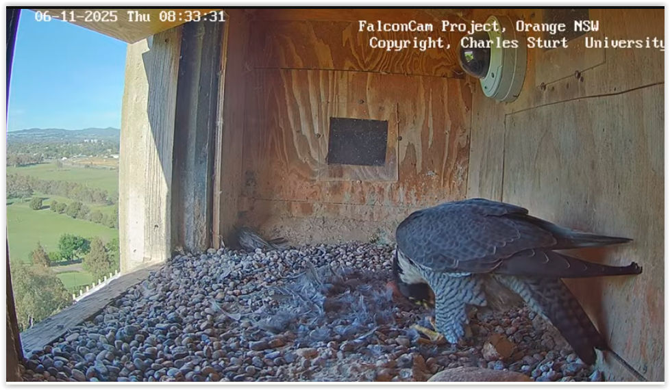 Screen Shot 11 06 25 at 03 29 AM