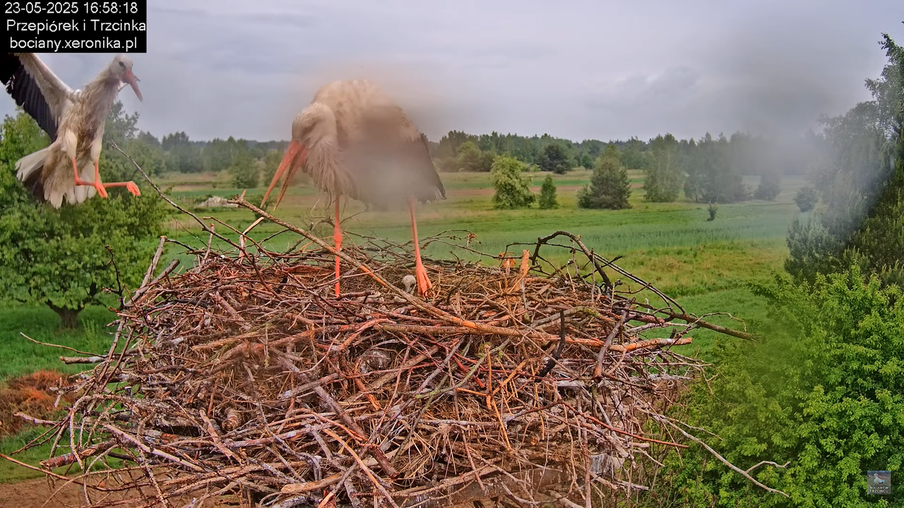 23052025bociany29