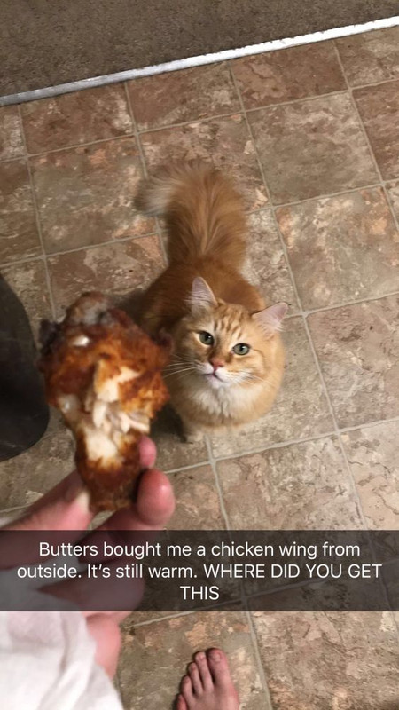Cat Humor #8