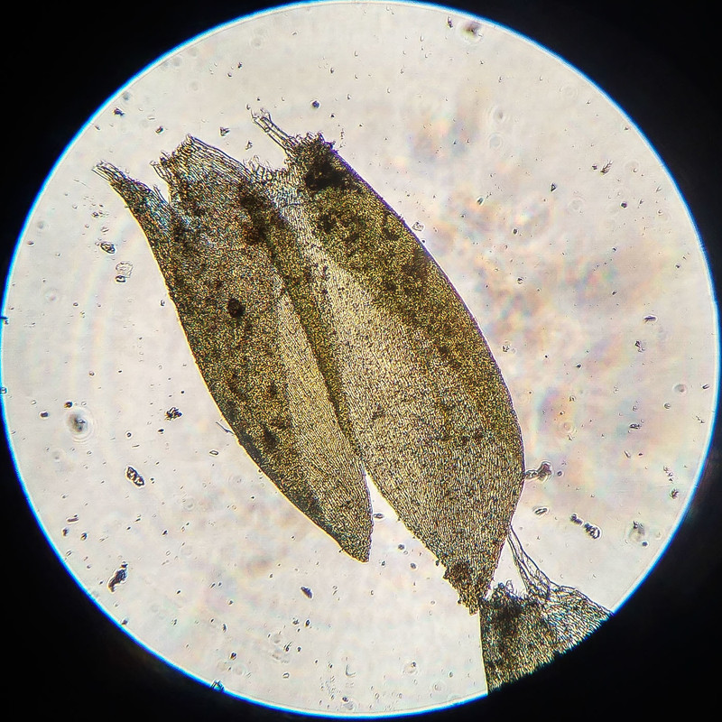 IMG 20250616 220110 HDR