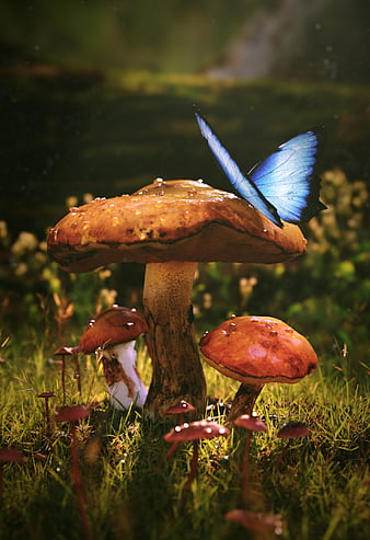 HD-wallpaper-mushrooms-butterfly-dew-wet-grass-thumbnail.jpg