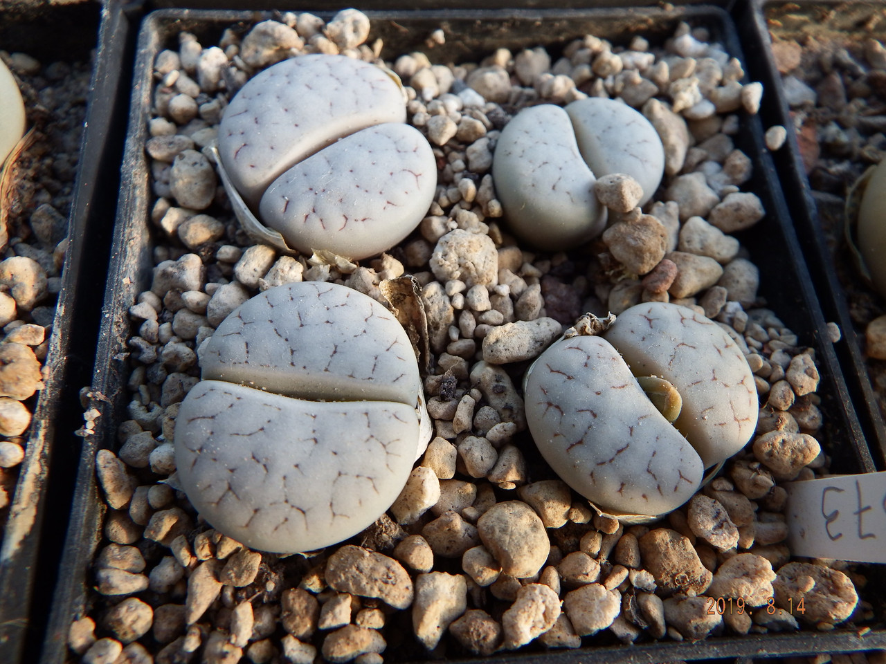 L gracilidelineata C 373 (2)