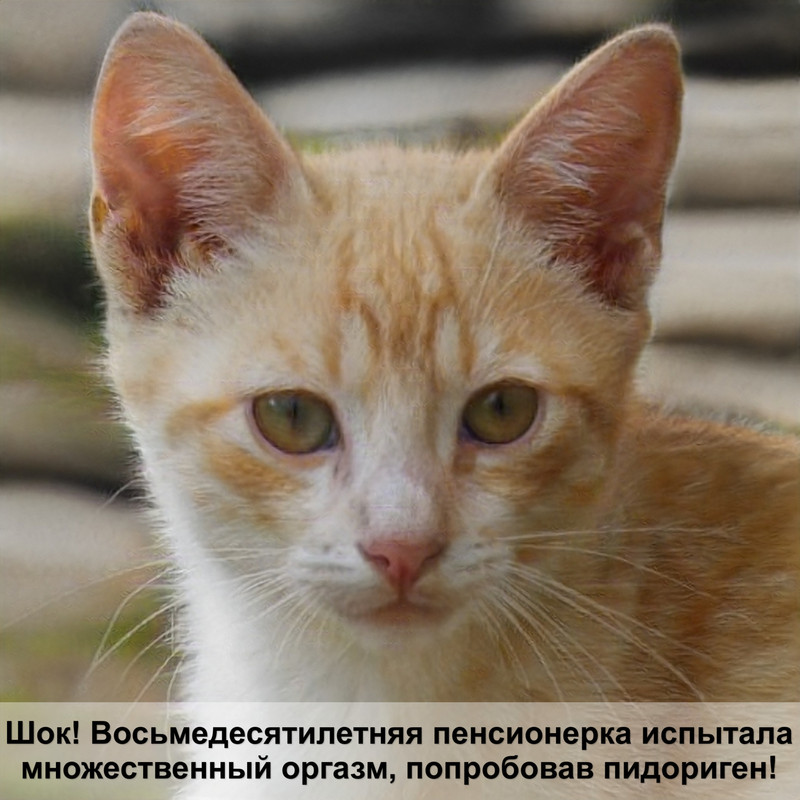 дымчатый окрас кошек