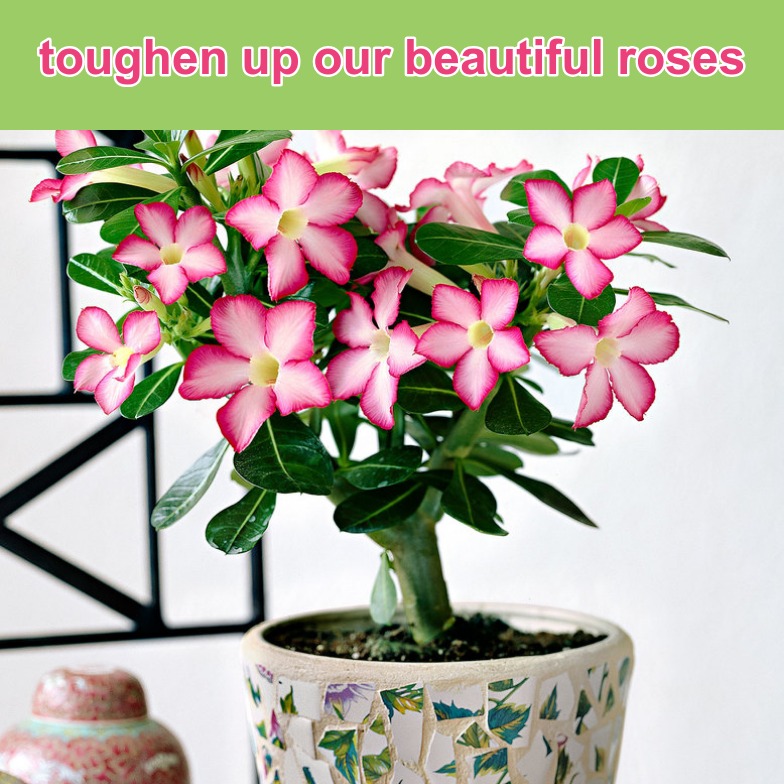 toughen-adenium-plants.jpg