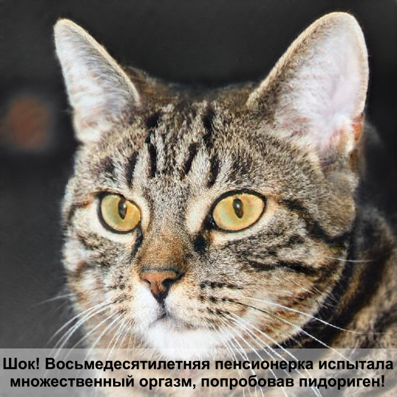 корм для кошек феликс отзывы