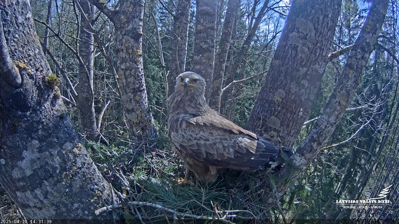 LVM Mazais ērglis Aizkuja, apse 2 - Lesser Spotted Eagle 9-2-39 screenshot