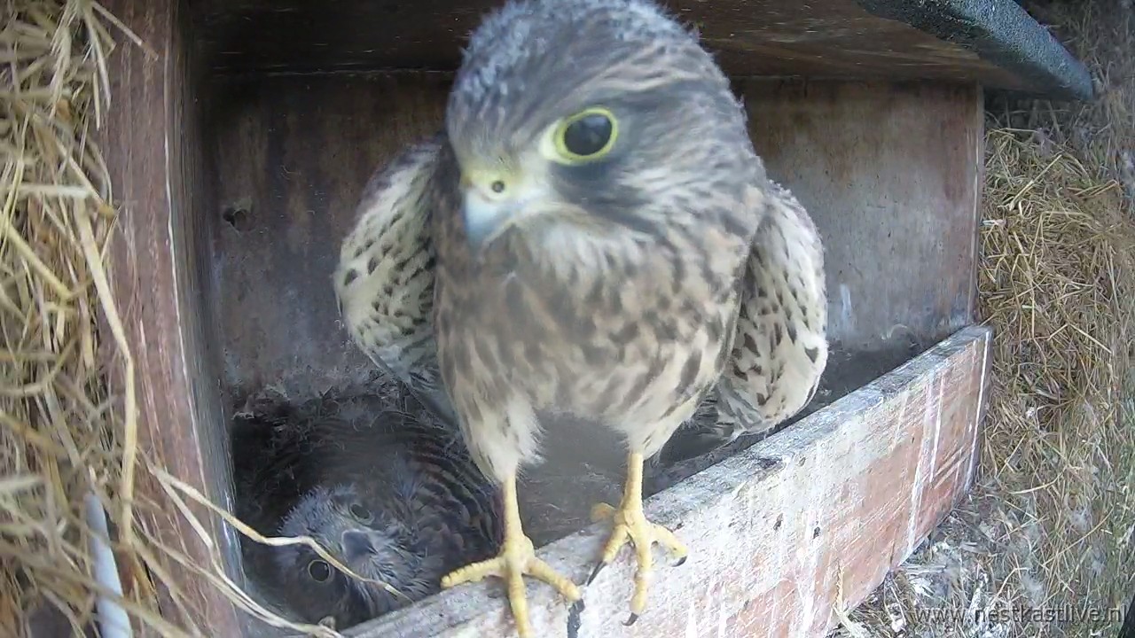 snapshot - 2025-07-04T163346.164