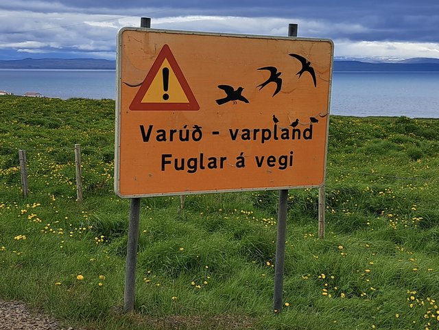 21 DIAS EN NUESTRO SEGUNDO VIAJE A LA TIERRA DEL HIELO Y FUEGO (en construccion) - Blogs de Islandia - 27/06/2025 Terminanos con la peninsula de Reykjanes (3)