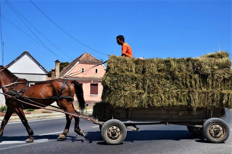 Rumanía y sus pueblos-2015 - Blogs de Rumania - De todo un poco-8-8-2015 (13)