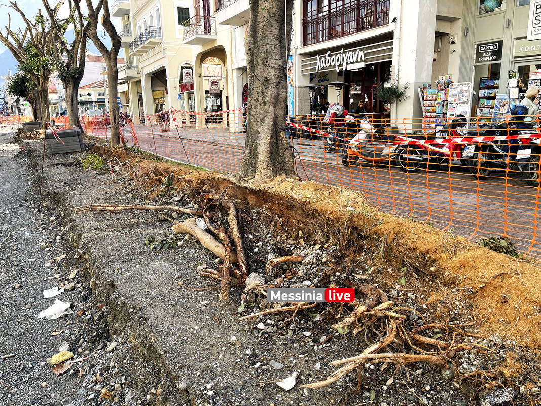 δεντρα 23IMG_8998