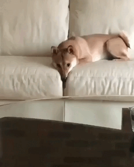 1771506391806487.gif