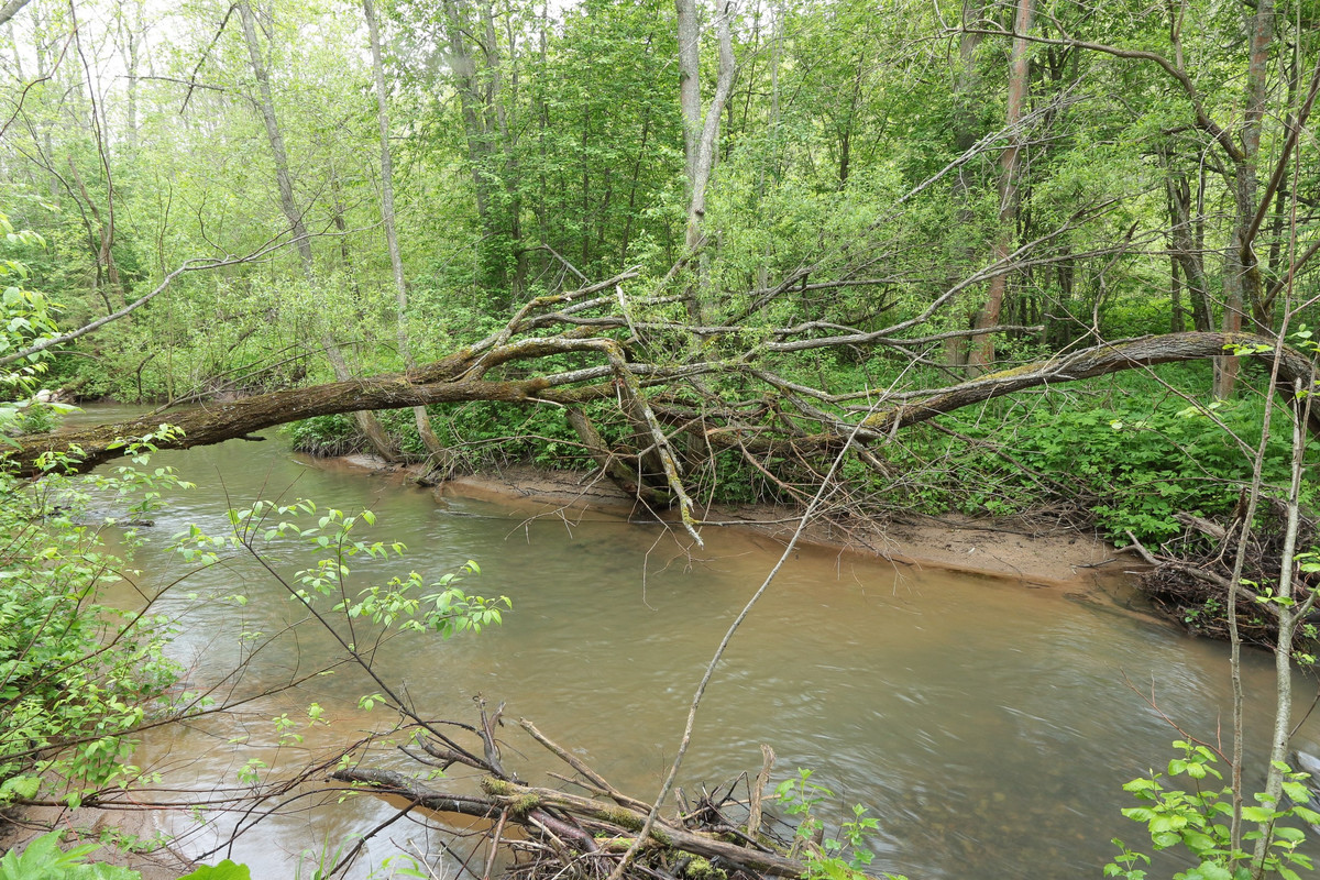 IMG_5568 (2592 x 1728)