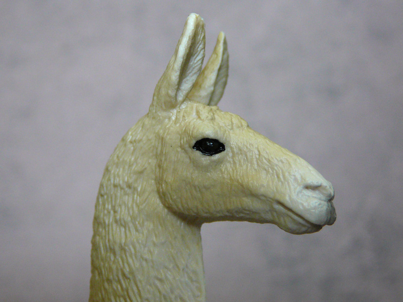 Mojö 2019 Llama and Cria- a walkaround by A.R.Garcia P1090614ed