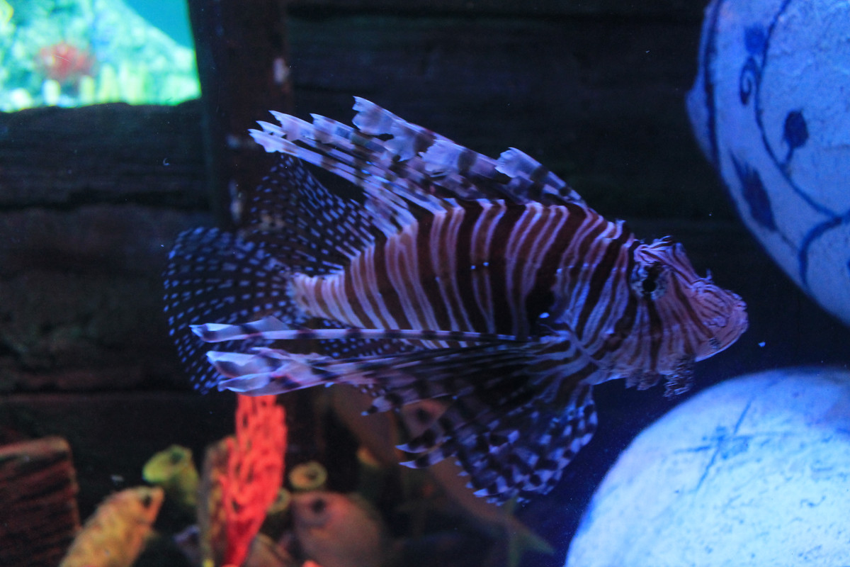 Pterois atau yang biasa disebut sebagai lionfish