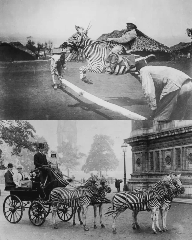 zebras