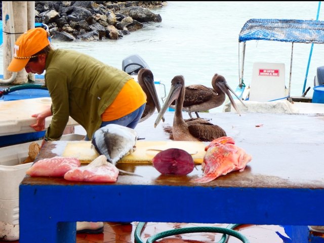 Galápagos 2022 - Blogs de Ecuador - Día 2 (20 de junio): Llegada a Santa Cruz (7)