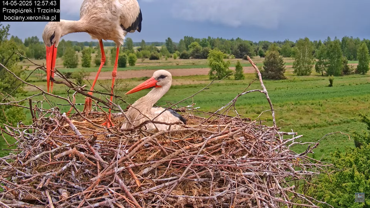 14052025bociany17