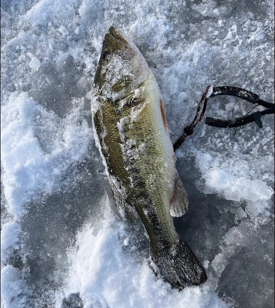 20_inch_bass
