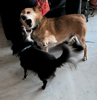 [Image: 85-BB9359-89-A9-45-D4-949-E-D44-FAA0373-E7.jpg]